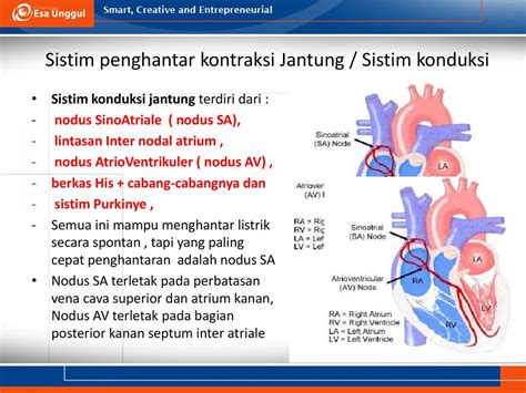 nodus sa dan av adalah|Sistem Konduksi 